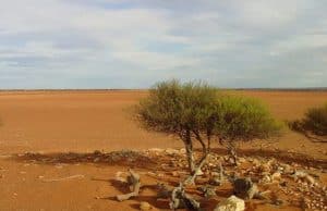 Amazing Bushcraft Skills That Will Turn You Into A Daring Survivor Outback Bushwalking