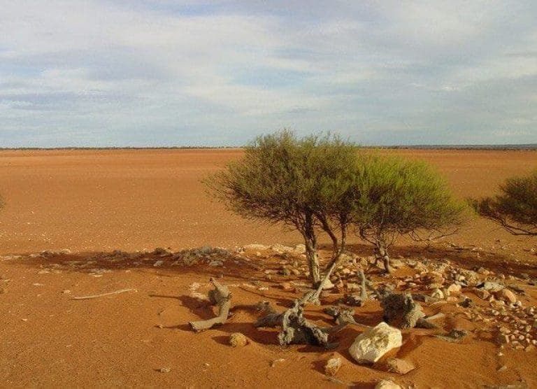 Amazing Bushcraft Skills That Will Turn You Into A Daring Survivor