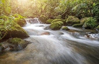 How To Find And Purify Water In The Wild Find Water In The Wild