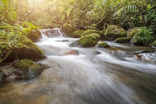 Find Water In The Wild