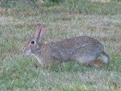 Rabbit by geopungo Rabbit