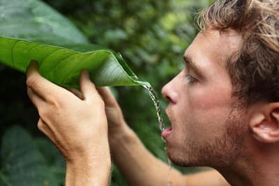 Survivor Drinking From A Leaf