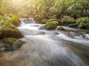 Find Water In The Wild
