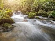 Find Water In The Wild