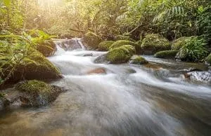 Find Water In The Wild