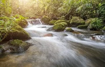 Find Water In The Wild