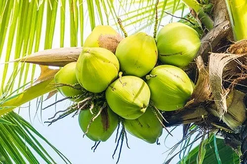 green coconuts