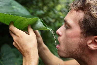 Survivor Drinking From A Leaf