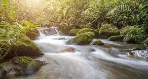 Find Water In The Wild